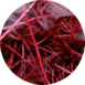 Cosmedicpoint_Rotalgenextrakt